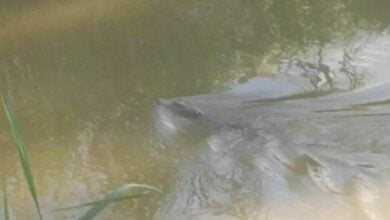 Sunbathing crocodile makes snappy getaway into Ping River