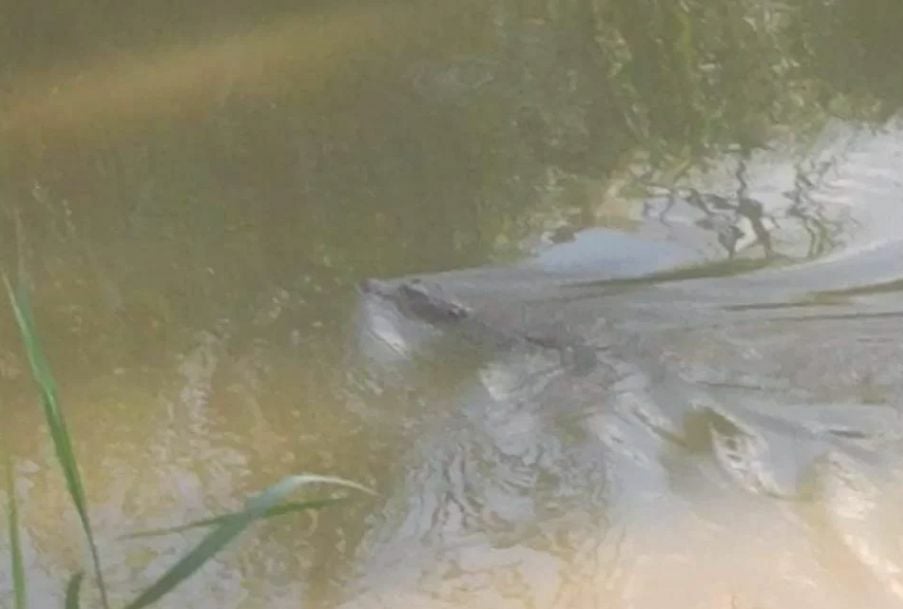 Sunbathing crocodile makes snappy getaway into Ping River