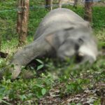 Young elephant shot dead at Chanthaburi rubber plantation | Thaiger