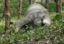 Young elephant shot dead at Chanthaburi rubber plantation