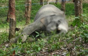 Young elephant shot dead at Chanthaburi rubber plantation