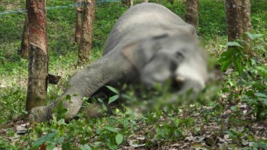 Young elephant shot dead at Chanthaburi rubber plantation | Thaiger