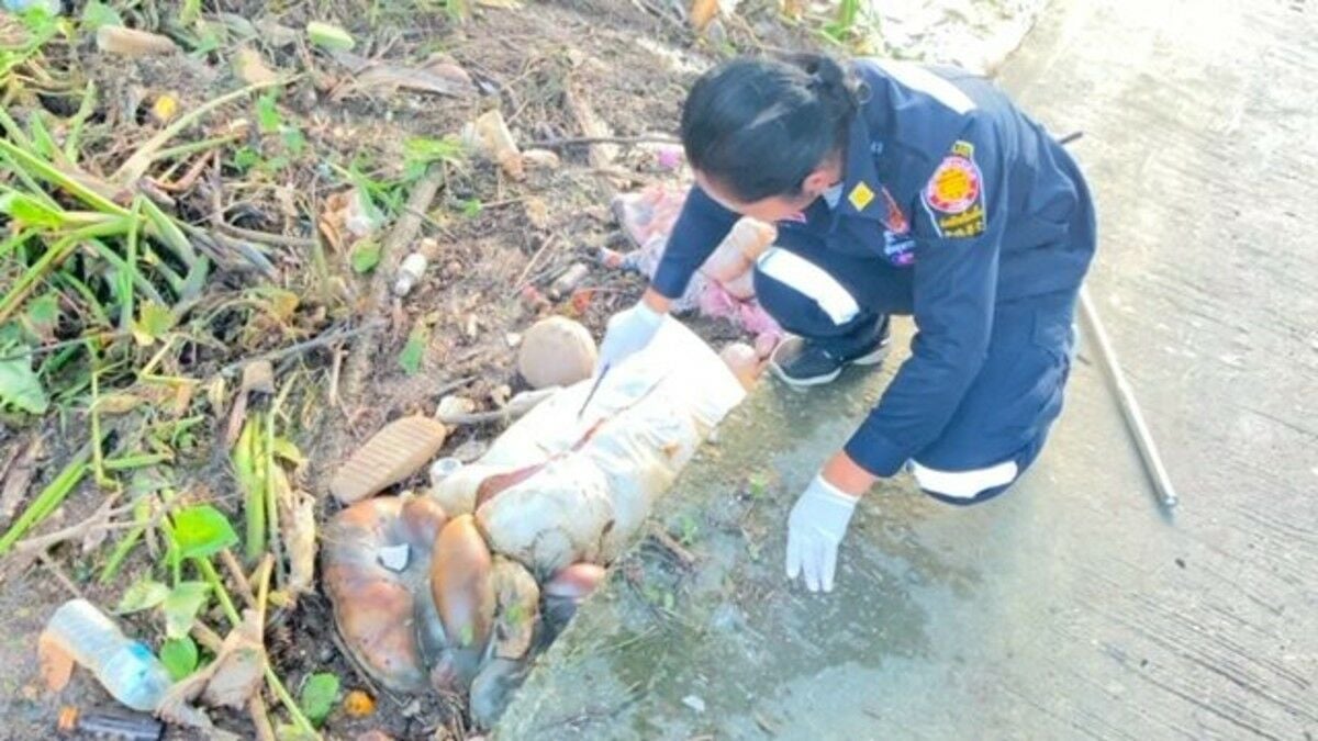 Sacks found in Phatthalung canal are decomposed pork, not bodies