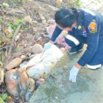 Sacks found in Phatthalung canal are decomposed pork, not bodies | Thaiger