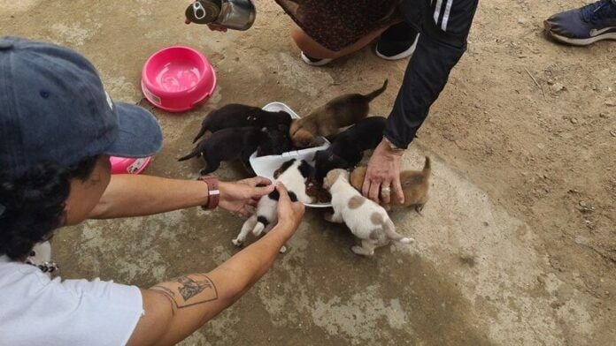 Bitch leaves behind puppies after fatal shooting in Songkhla | News by Thaiger