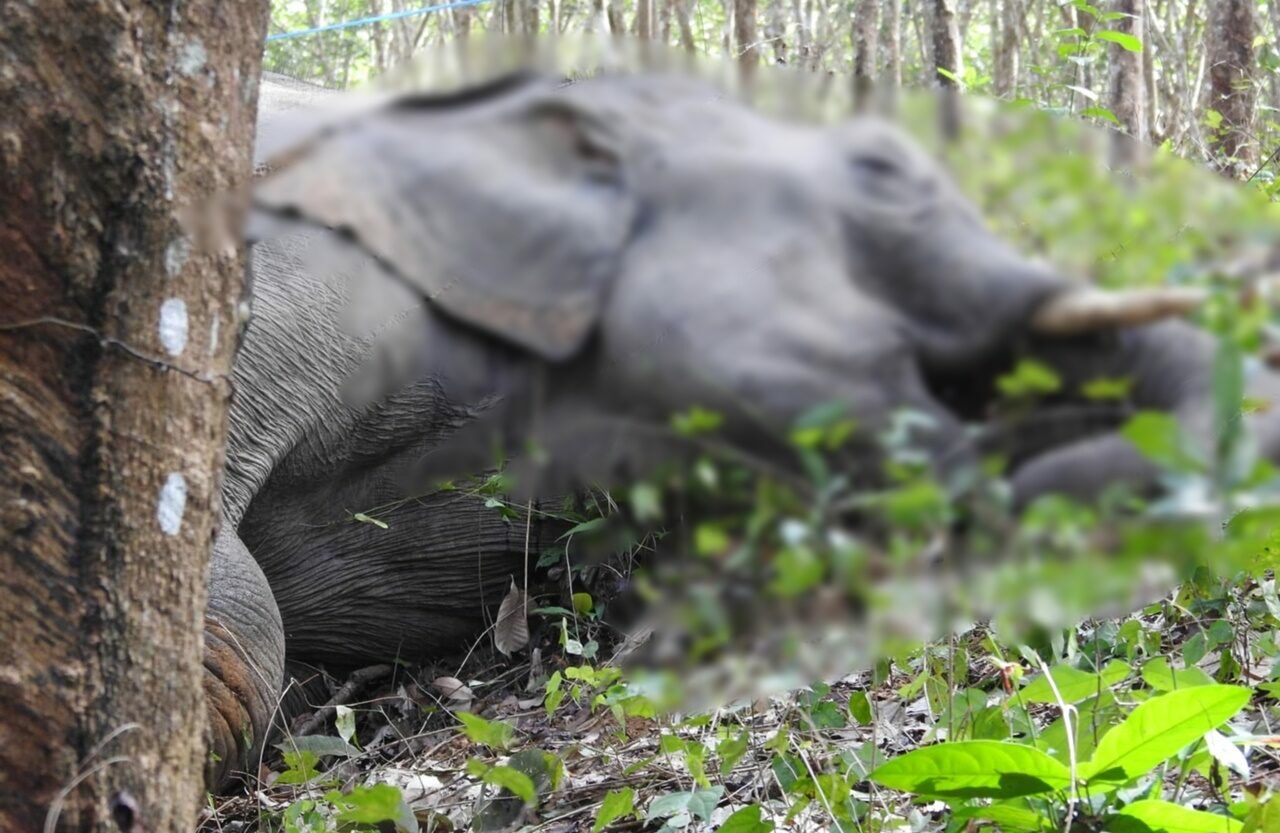 Young elephant shot dead at Chanthaburi rubber plantation | News by Thaiger