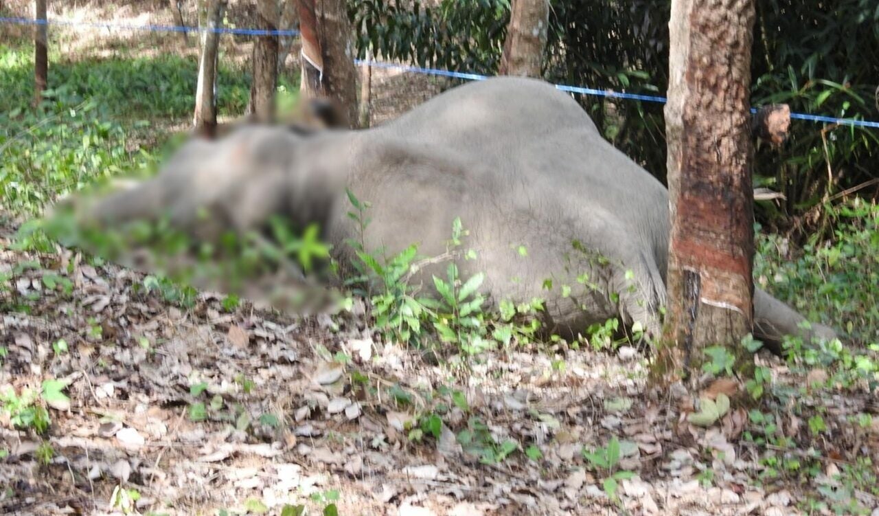 Young elephant shot dead at Chanthaburi rubber plantation | News by Thaiger