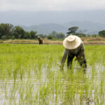 Grain of truth: Thailand trails Asia in rice yield race | Thaiger