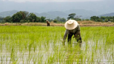 Grain of truth: Thailand trails Asia in rice yield race