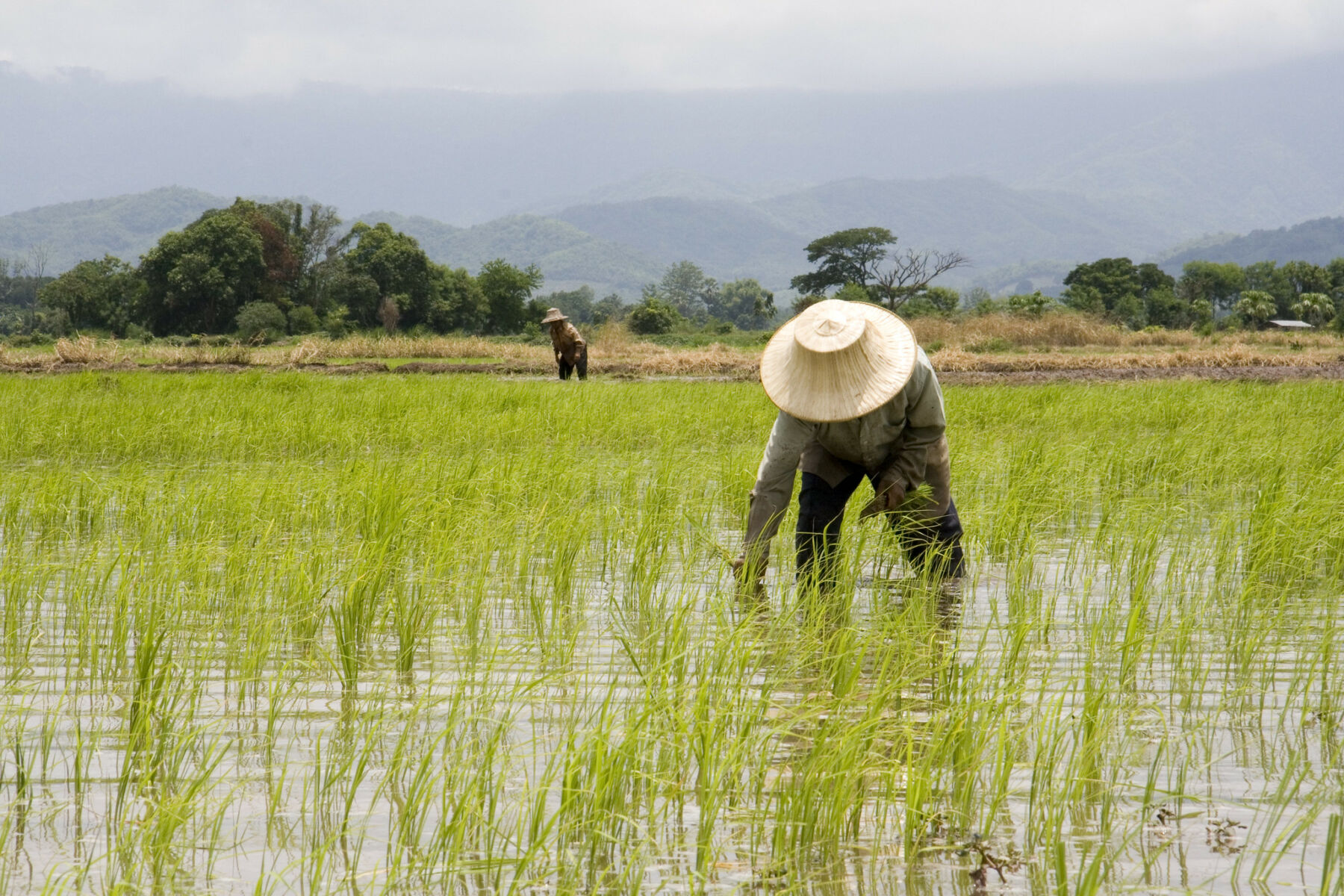 Grain of truth: Thailand trails Asia in rice yield race