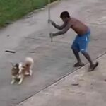 Thai man jailed for 2 months for killing neighbour&#8217;s Siberian Husky | Thaiger