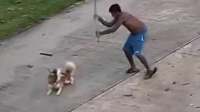 Thai man kills neighbour’s dog for alleged chicken attack (video)