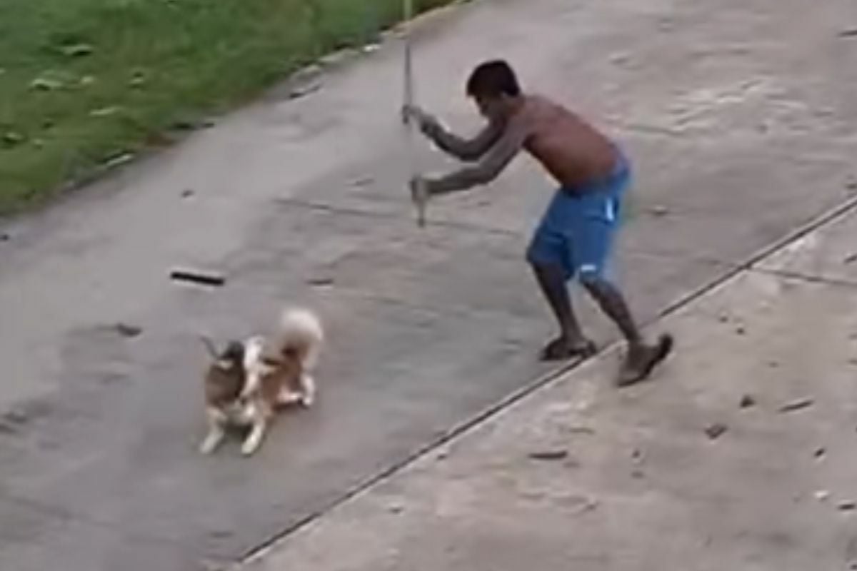 Thai man kills neighbour’s dog for alleged chicken attack (video)