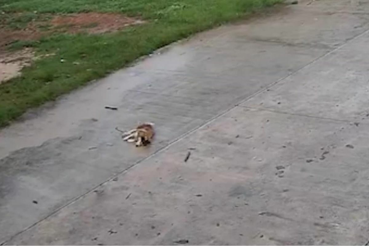 Siberian Husky killed for alleged chicken attack