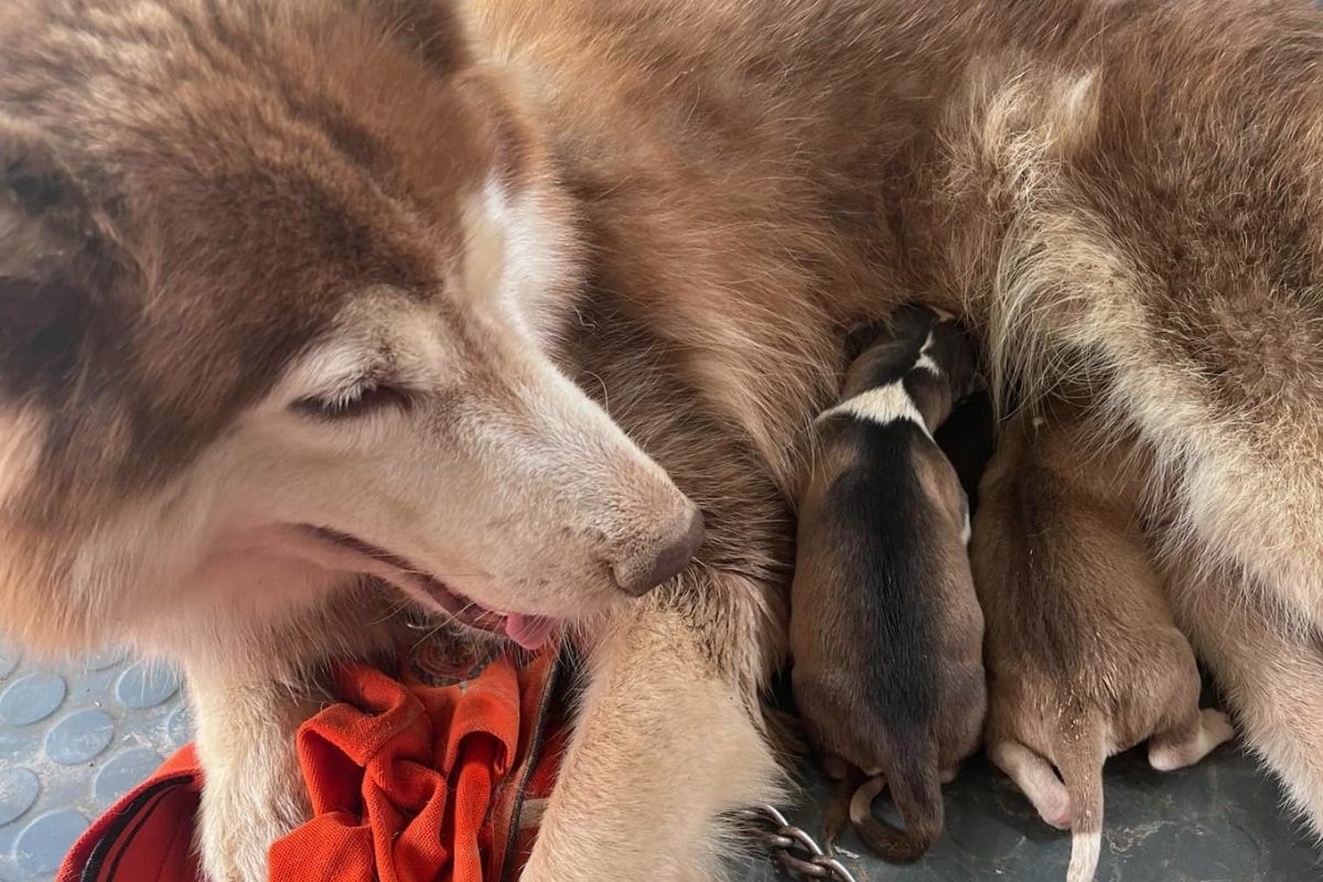 Thai dog named Lucky killed for alleged chicken attack
