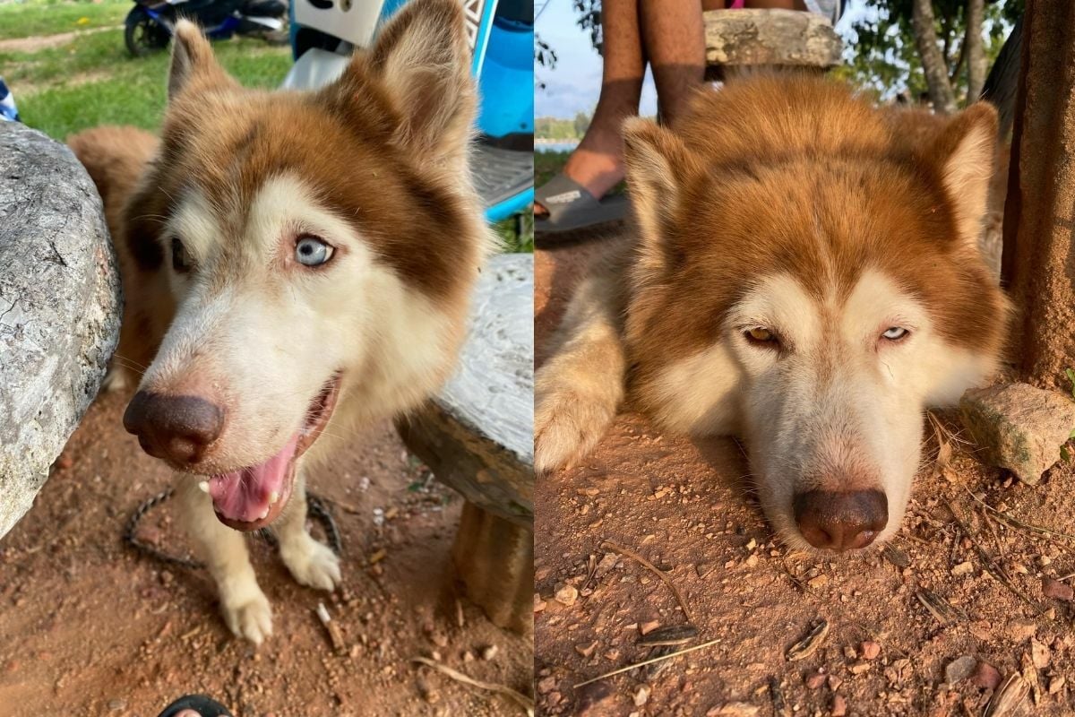 Dog beaten to death by neighbour