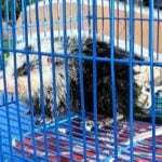 Thai woman finds rare Moonrat in southern Thailand canal (video) | Thaiger