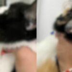 Paws and order: Thai man abuses 3 cats after row with boyfriend | Thaiger