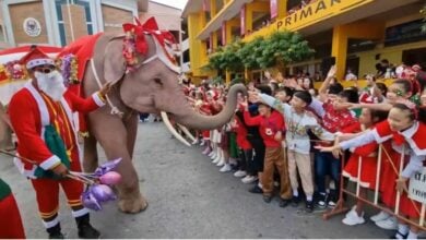 Thailand brings out its elephants to add Christmas cheer | Thaiger