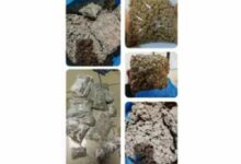 Indian customs seize haul of weed smuggled from Bangkok