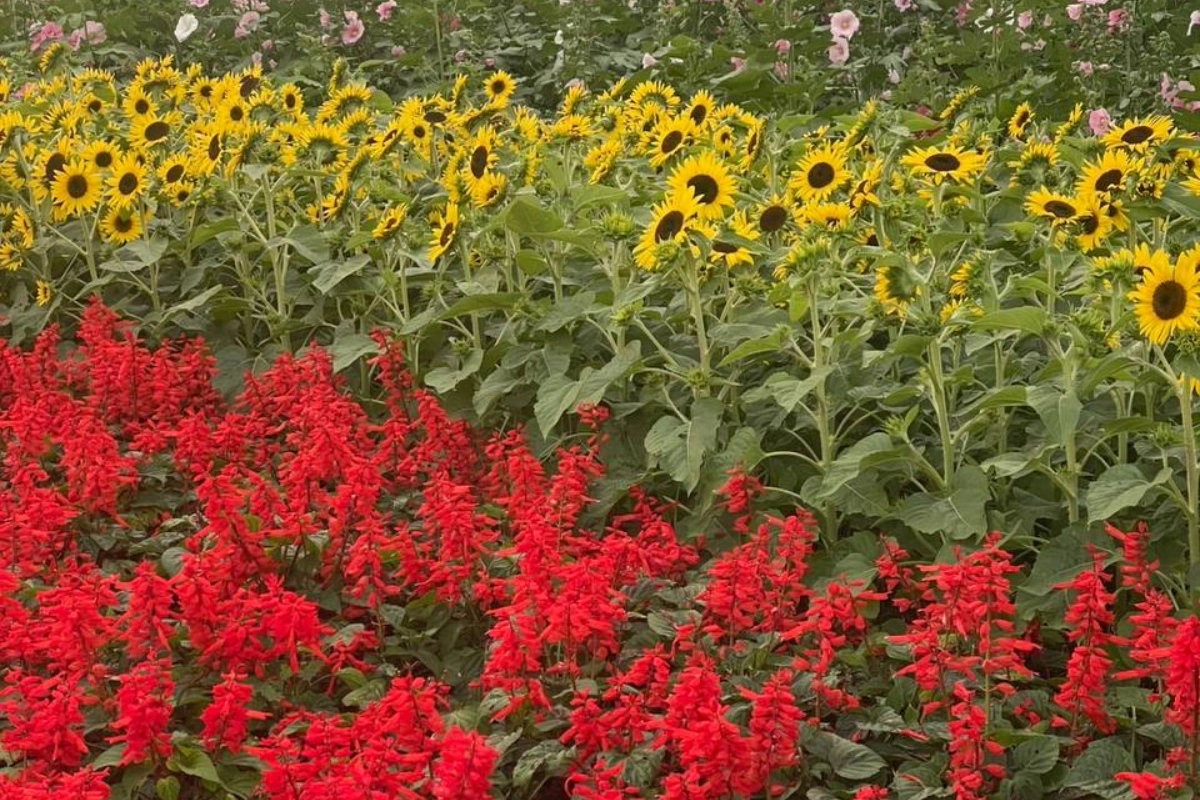 Chiang Mai flower festival