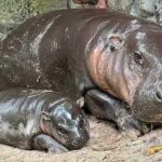 Khao Kheow Zoo to expand with new Hippo Village project | Thaiger
