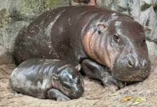 Khao Kheow Zoo to expand with new Hippo Village project