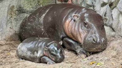 Khao Kheow Zoo to expand with new Hippo Village project