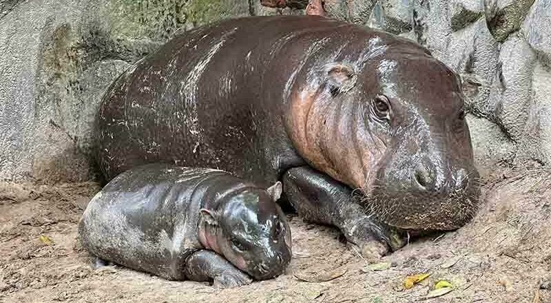 Khao Kheow Zoo to expand with new Hippo Village project