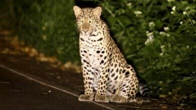 Leopard sighting amazes tourists at Kaeng Krachan National Park | Thaiger