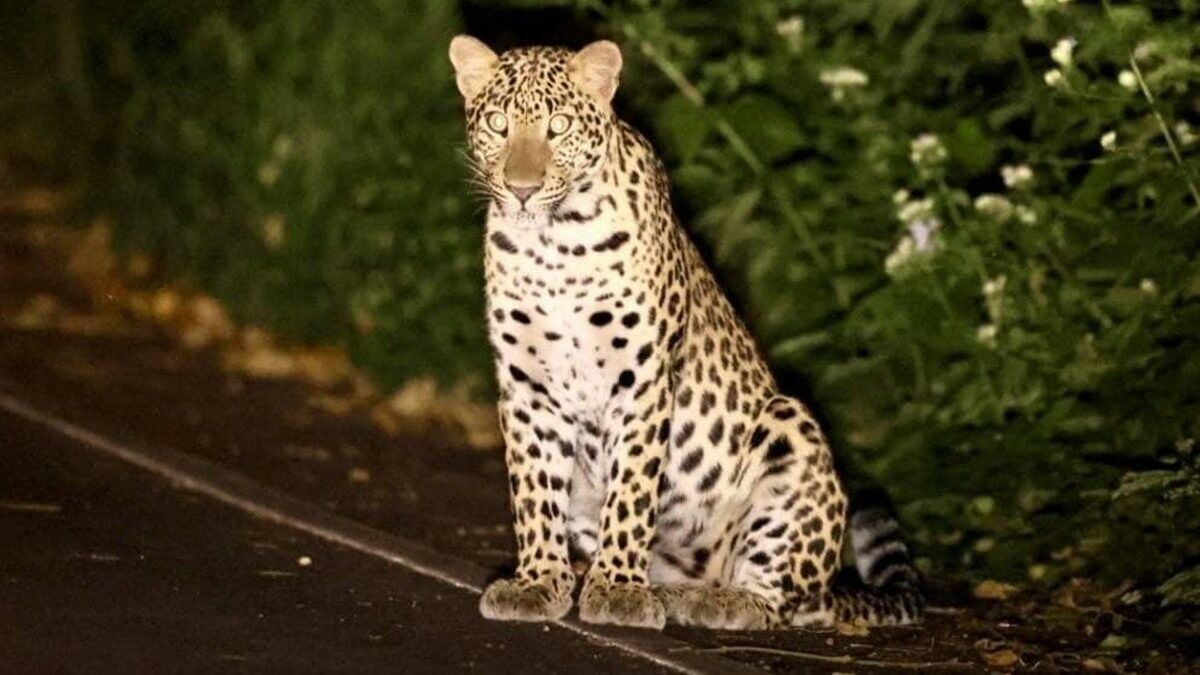 Leopard sighting amazes tourists at Kaeng Krachan National Park