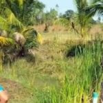 Villager finds man shot dead in Khon Kaen field | Thaiger