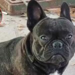 French Bulldog missing in Uthai Thani, reward offered (video) | Thaiger