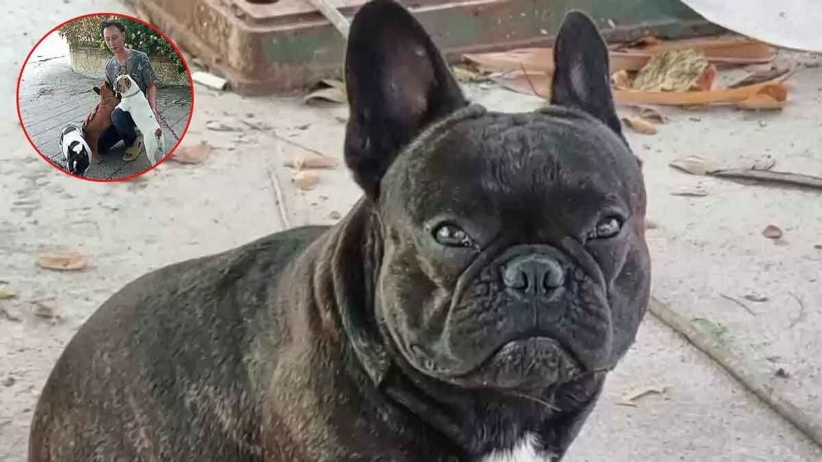 French Bulldog missing in Uthai Thani, reward offered (video)