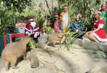 Khao Kheow Open Zoo showers animals with Christmas gifts