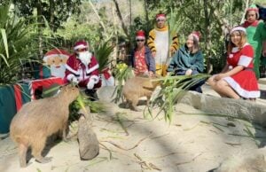 Khao Kheow Open Zoo showers animals with Christmas gifts