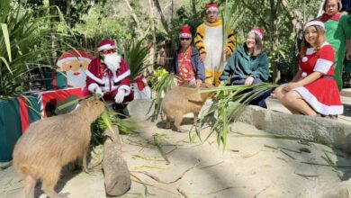 Khao Kheow Open Zoo showers animals with Christmas gifts