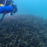 Successful coral restoration boosts tourism at Koh Larn | Thaiger