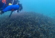 Successful coral restoration boosts tourism at Koh Larn