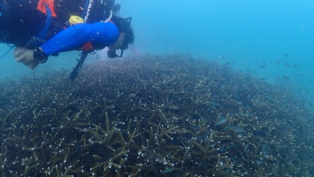 Successful coral restoration boosts tourism at Koh Larn