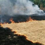 Thailand pushes alternative crops to curb agricultural burning | Thaiger
