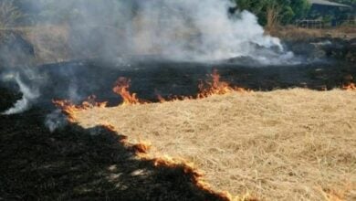 Thailand pushes alternative crops to curb agricultural burning