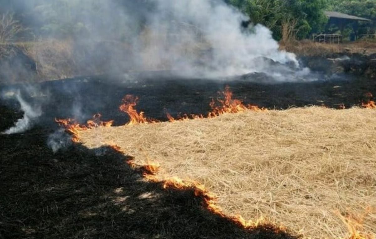 Thailand pushes alternative crops to curb agricultural burning