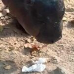 Moo Deng unharmed by tissue dropped by monkey, says zoo (video) | Thaiger