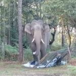 Phu Kradueng National Park shuts down after elephant attack | Thaiger