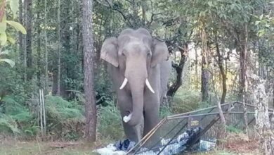 Phu Kradueng National Park shuts down after elephant attack