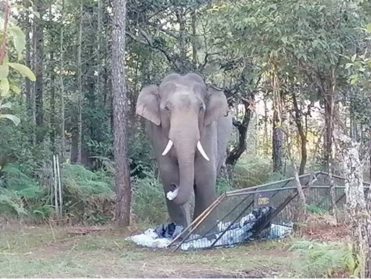 Phu Kradueng National Park shuts down after elephant attack