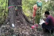 Villagers hope for lottery luck from century-old Takian trees