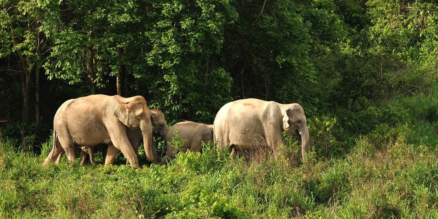 Wild elephant attack kills man, highlights longstanding issue