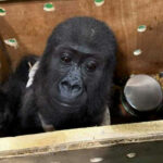 Endangered animal smuggling ring busted at Chatuchak Market | Thaiger